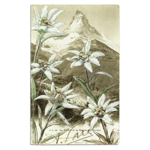 [6309] Postkarte Edelweiss Matterhorn Retro