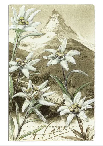 [6309] Postkarte Edelweiss Matterhorn Retro